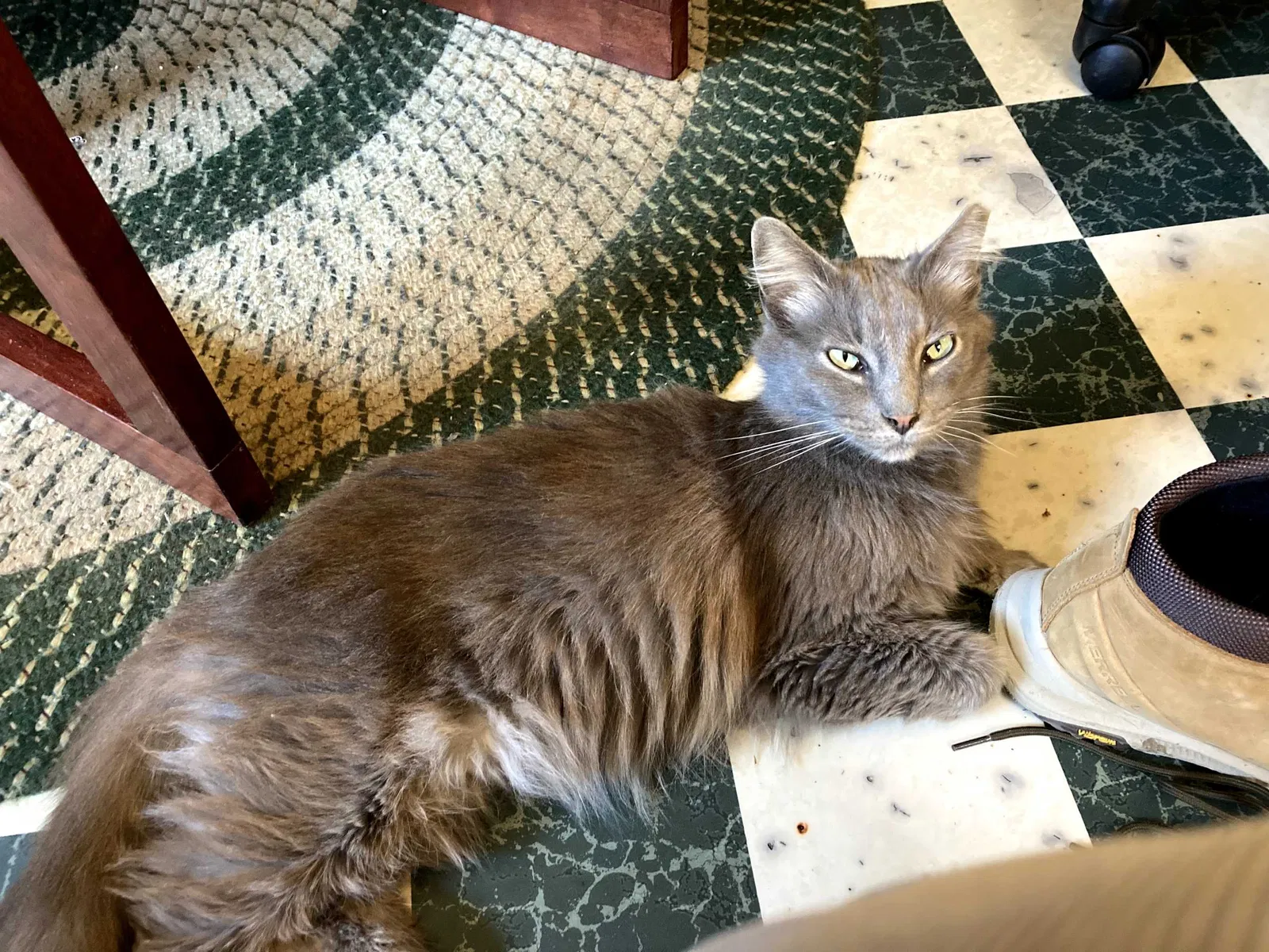Lost cat in Oakley, CA, 94561