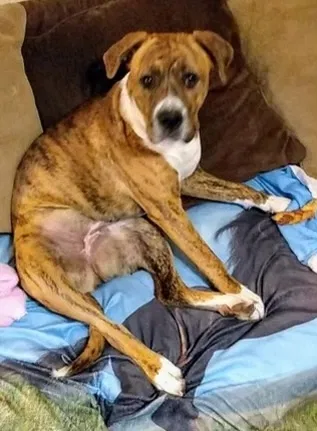 Lost dog in Martinsville, IN, 46151