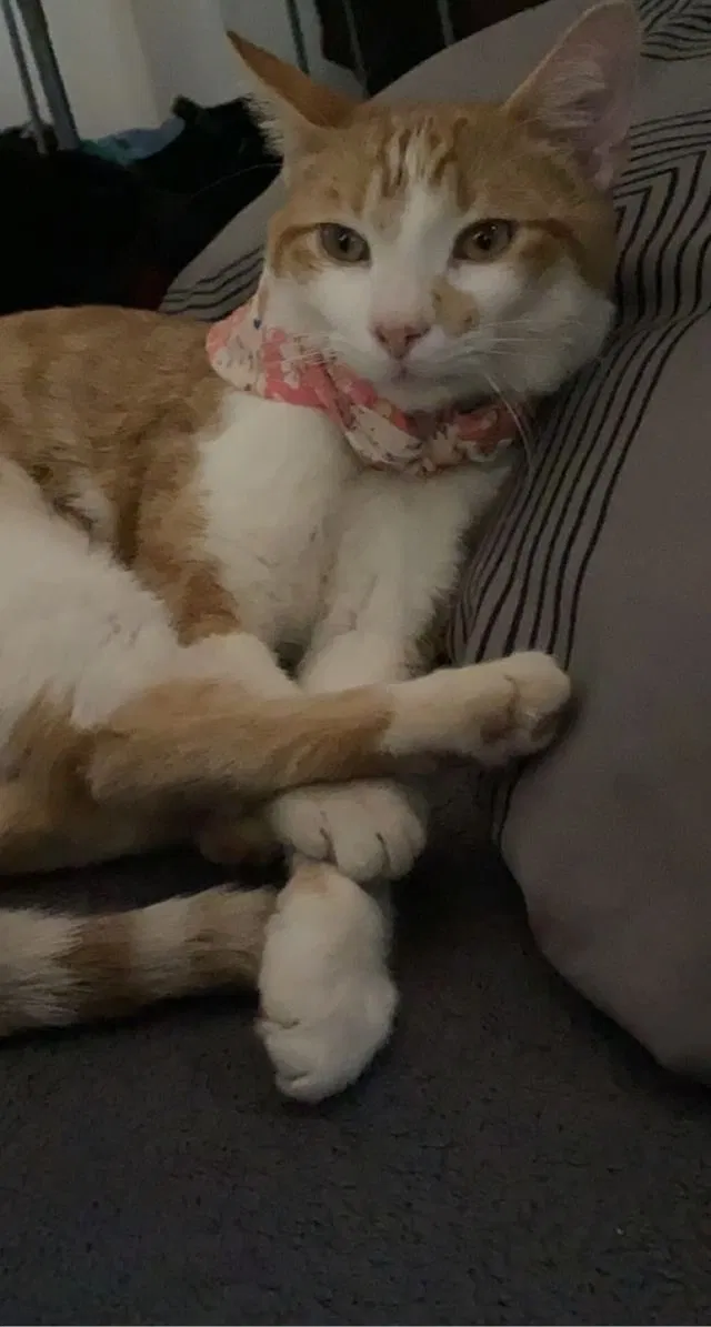 Lost cat in Phoenix, AZ, 85019