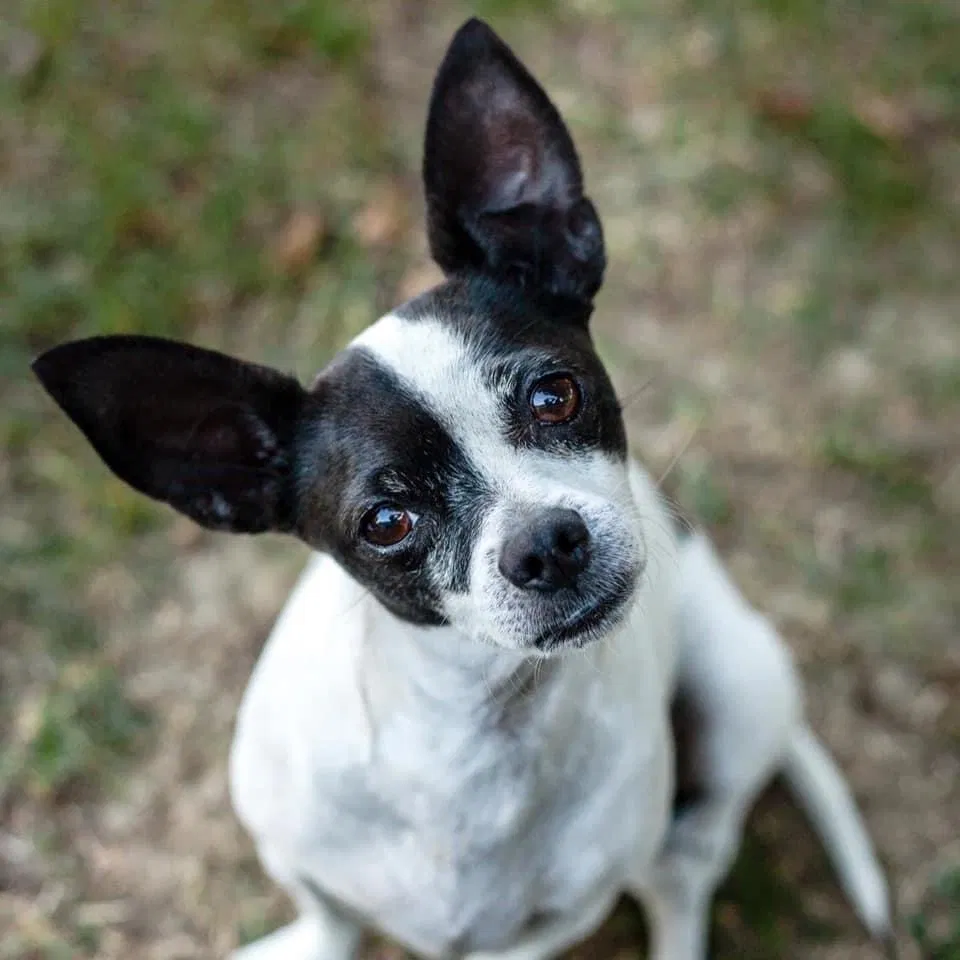 Lost dog in Louisville, CO, 80027