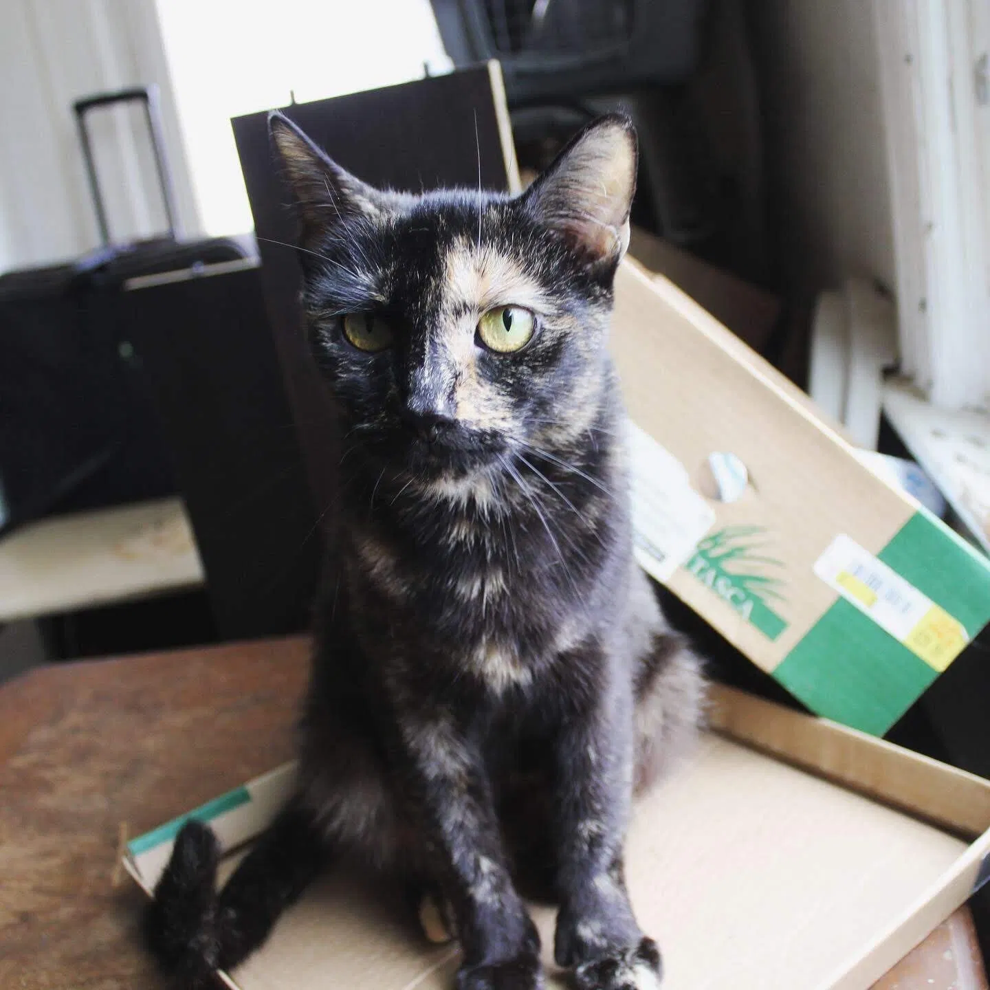 Lost cat in Butler, PA, 16001