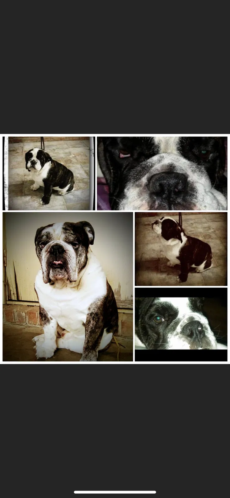 Lost dog in Searcy, AR, 72143