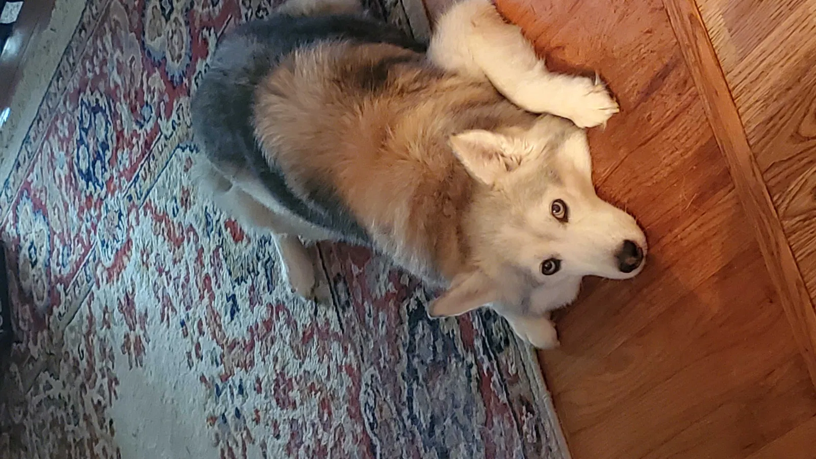 Lost dog in Columbus, OH, 43229
