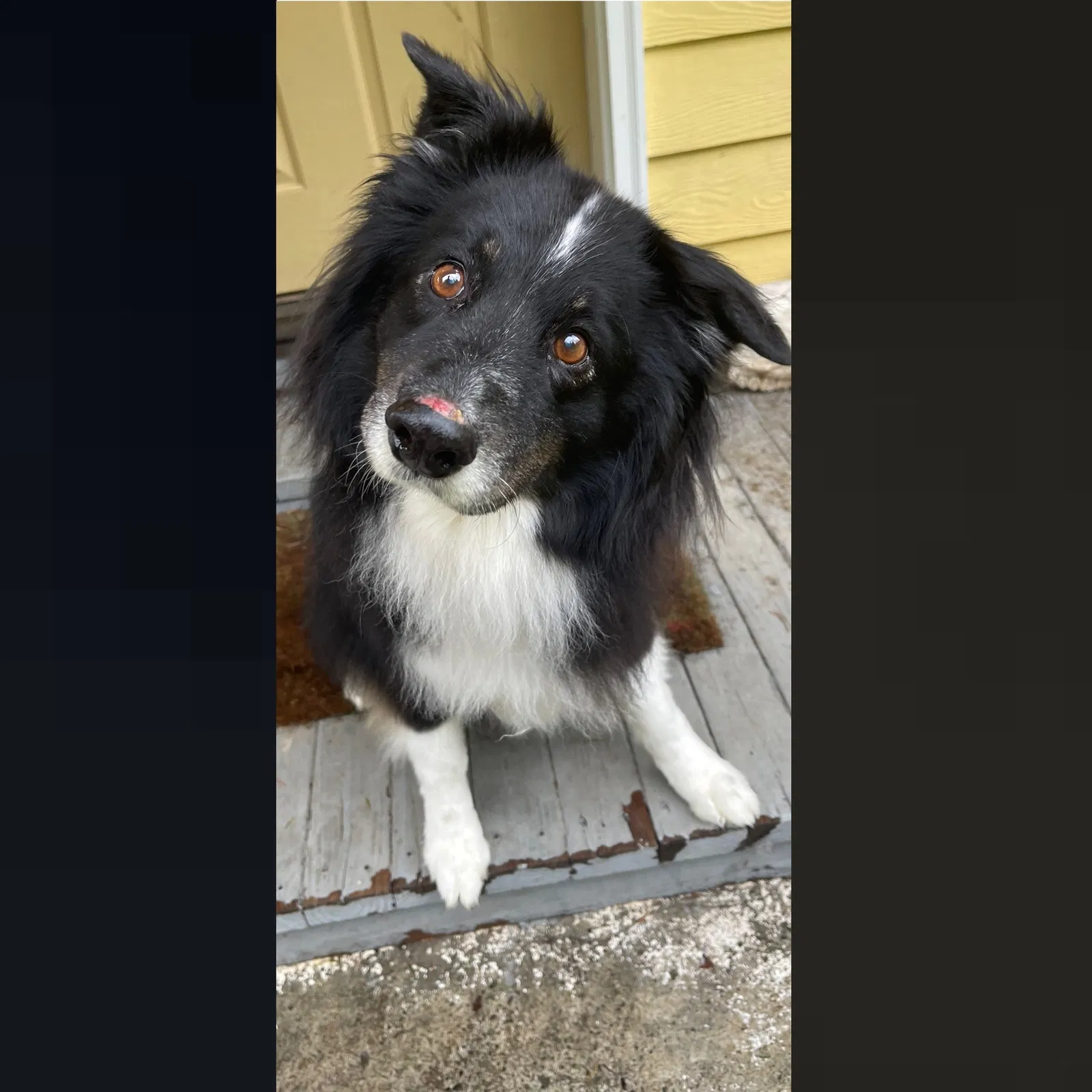 Lost dog in North Bend, WA, 98045
