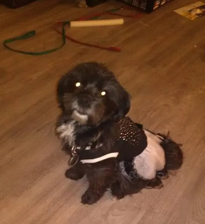 Lost dog in Phoenix, AZ, 85018