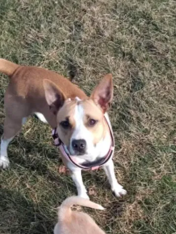 Lost dog in Berea, KY, 40403