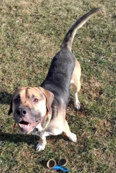 Lost dog in Berea, KY, 40403