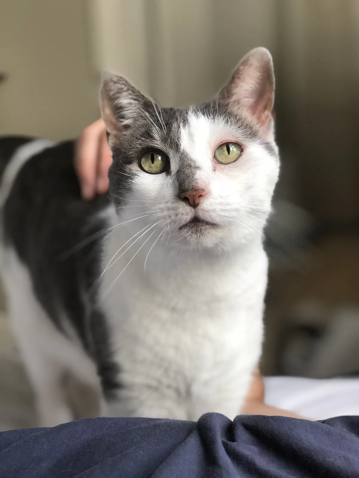 Lost cat in New Orleans, LA, 70116
