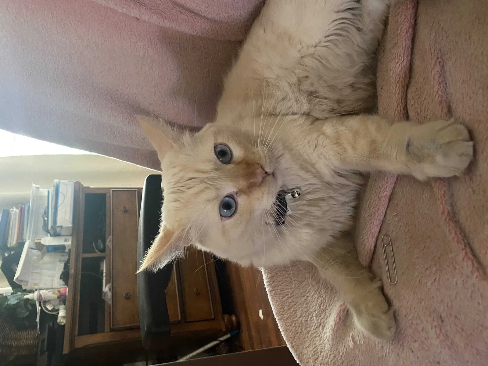 Lost cat in Mission Hills, CA, 91345