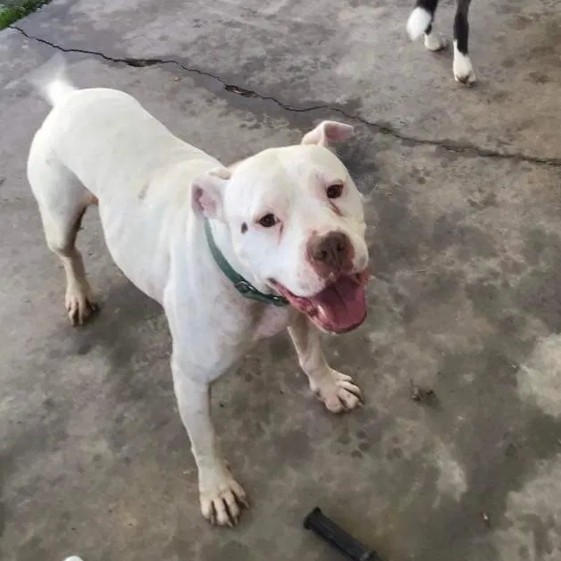 Lost dog in Carthage, NC, 28327