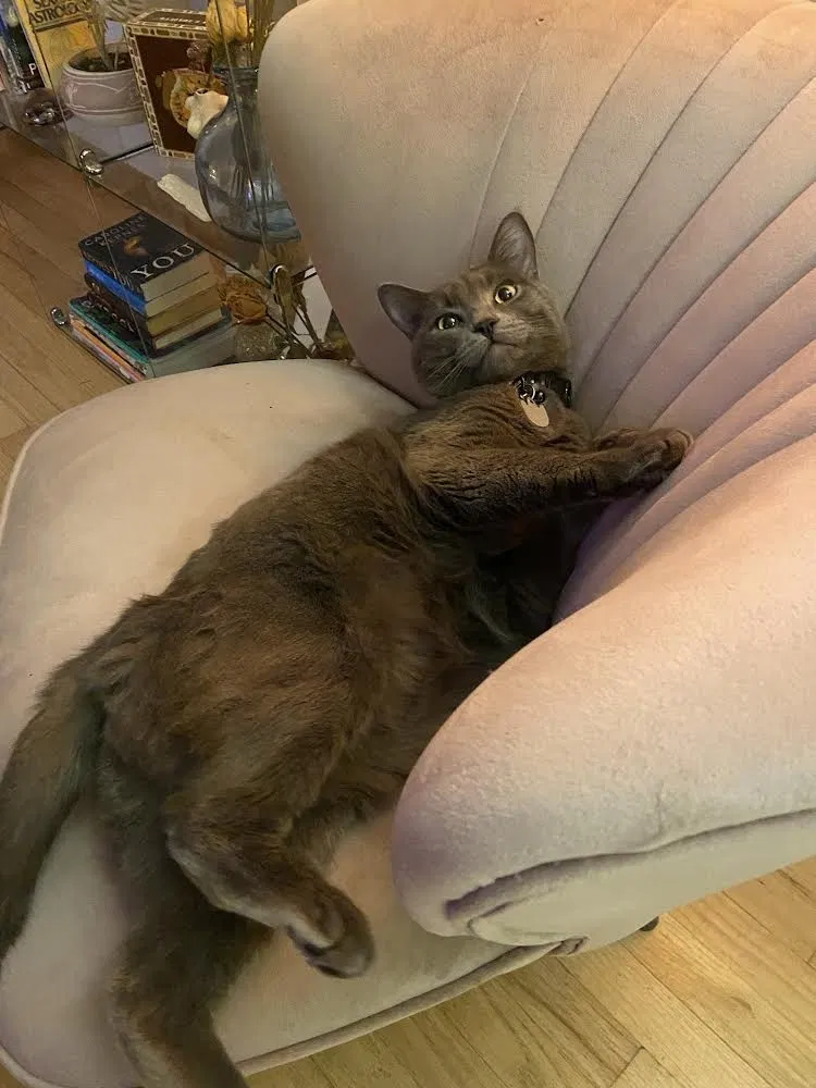 Lost cat in Vancouver, WA, 98661