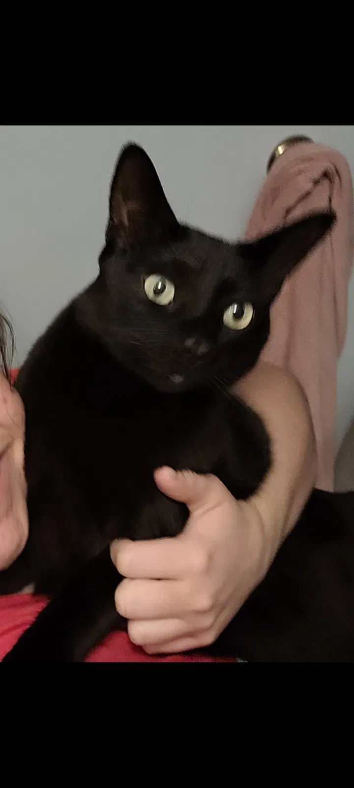 Lost cat in Gibsonton, FL, 33534