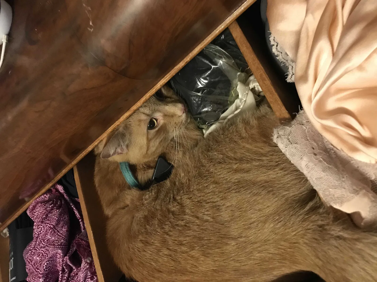 Lost cat in Hartford, CT, 6112