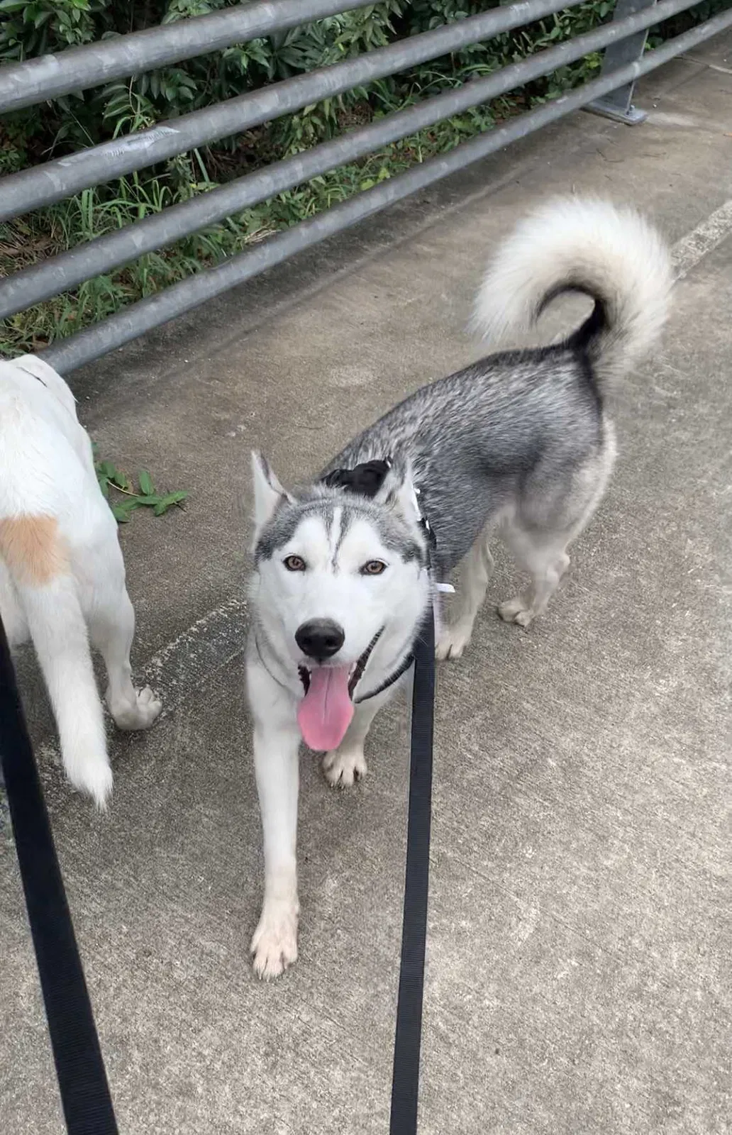 Lost dog in Houston, TX, 77013