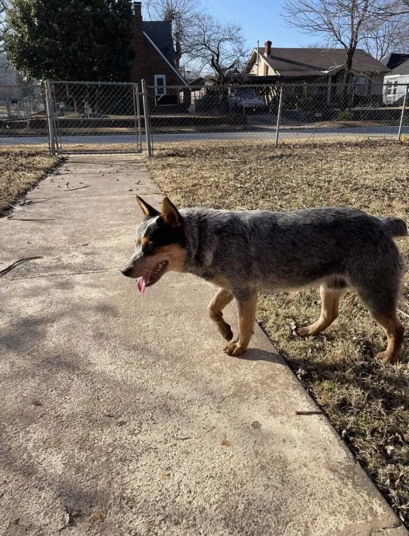 Lost dog in Tulsa, OK, 74115
