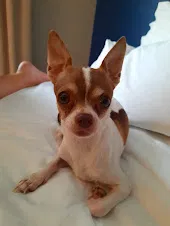 Lost dog in Mesa, AZ, 85206