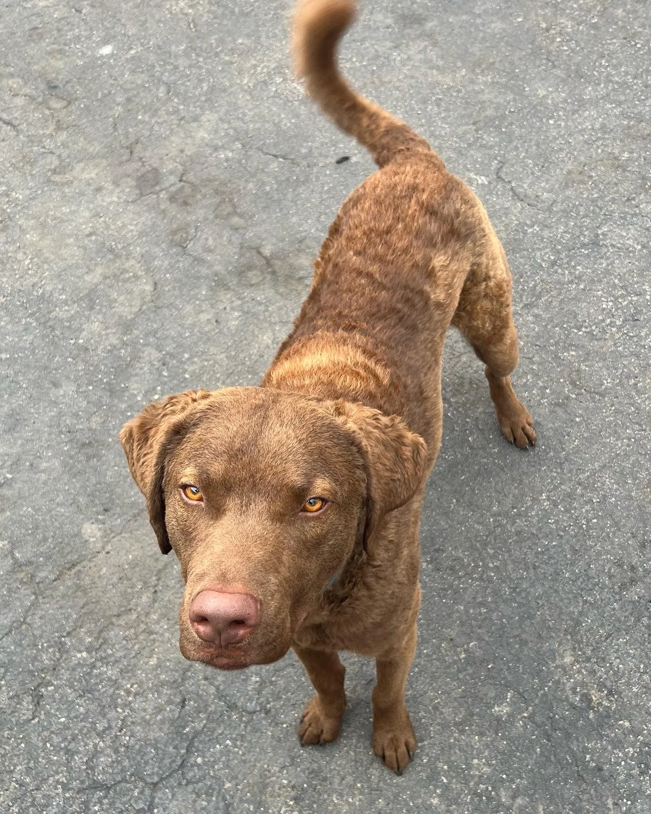Lost dog in Brownsburg, IN, 46112