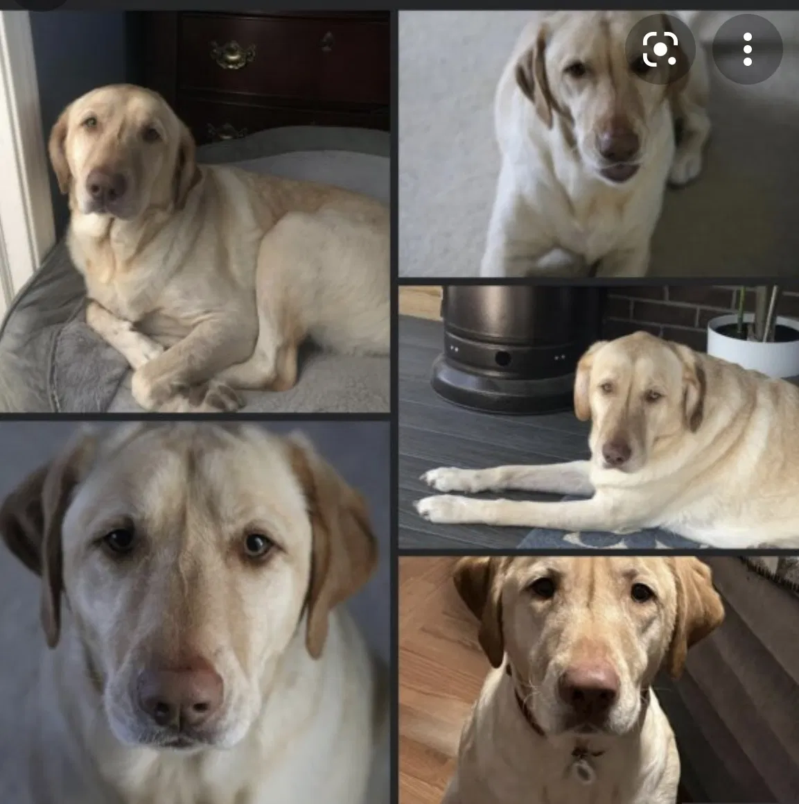 Lost dog in Manhattan, MT, 59741