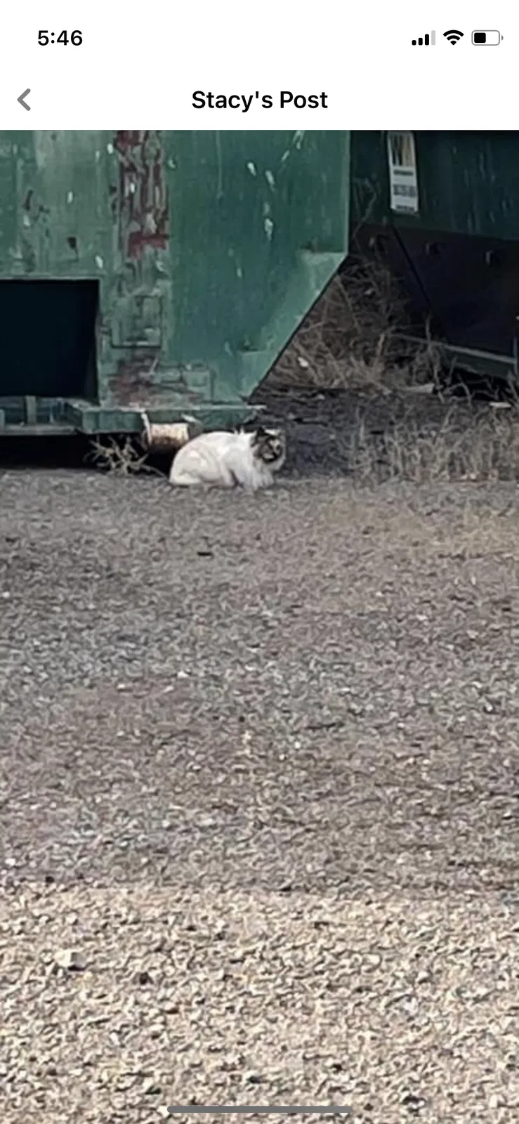 Found cat in Aurora, CO, 80018