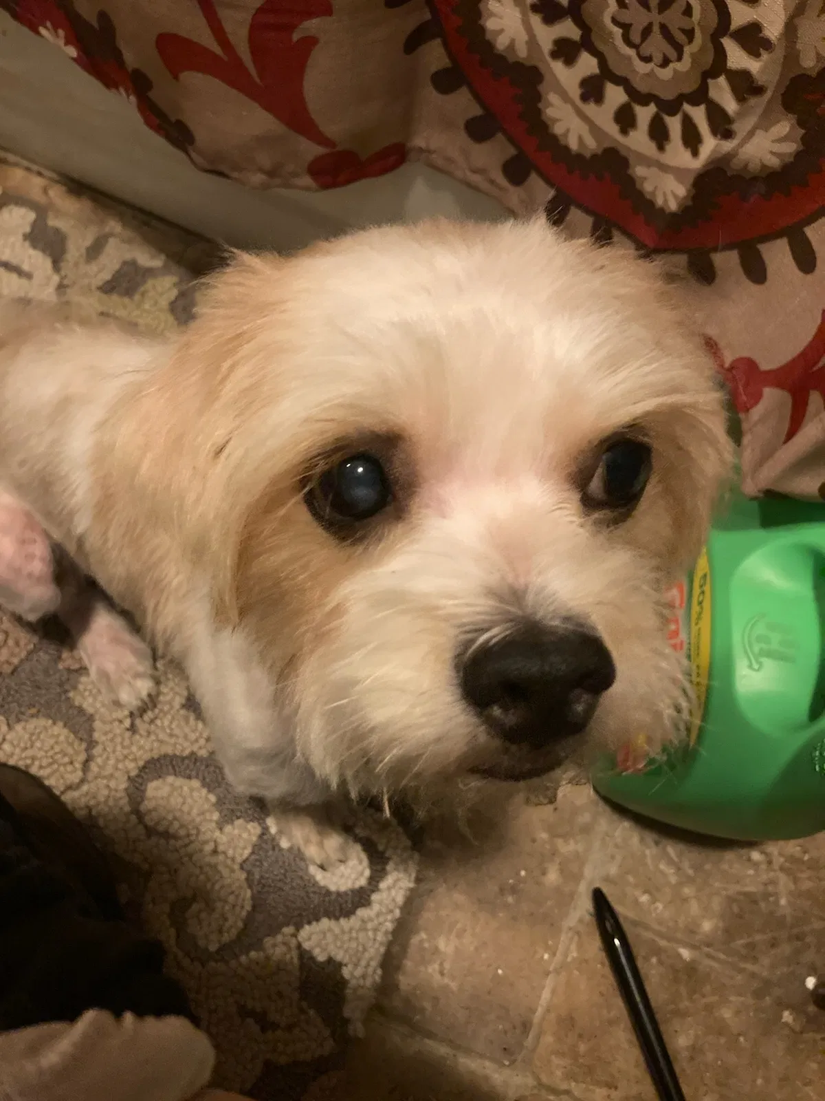 Lost dog in Kansas City, MO, 64123