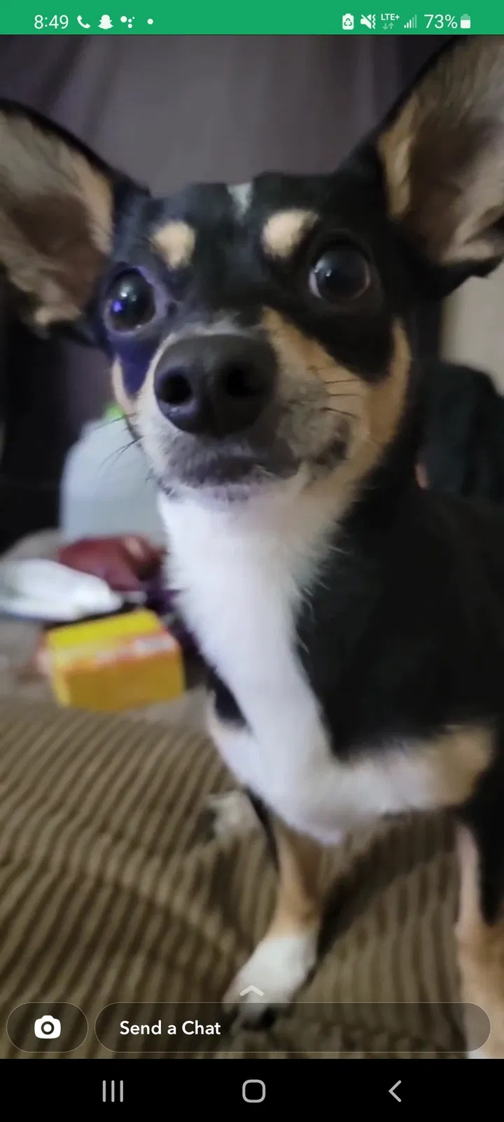 Lost dog in West Palm Beach, FL, 33415