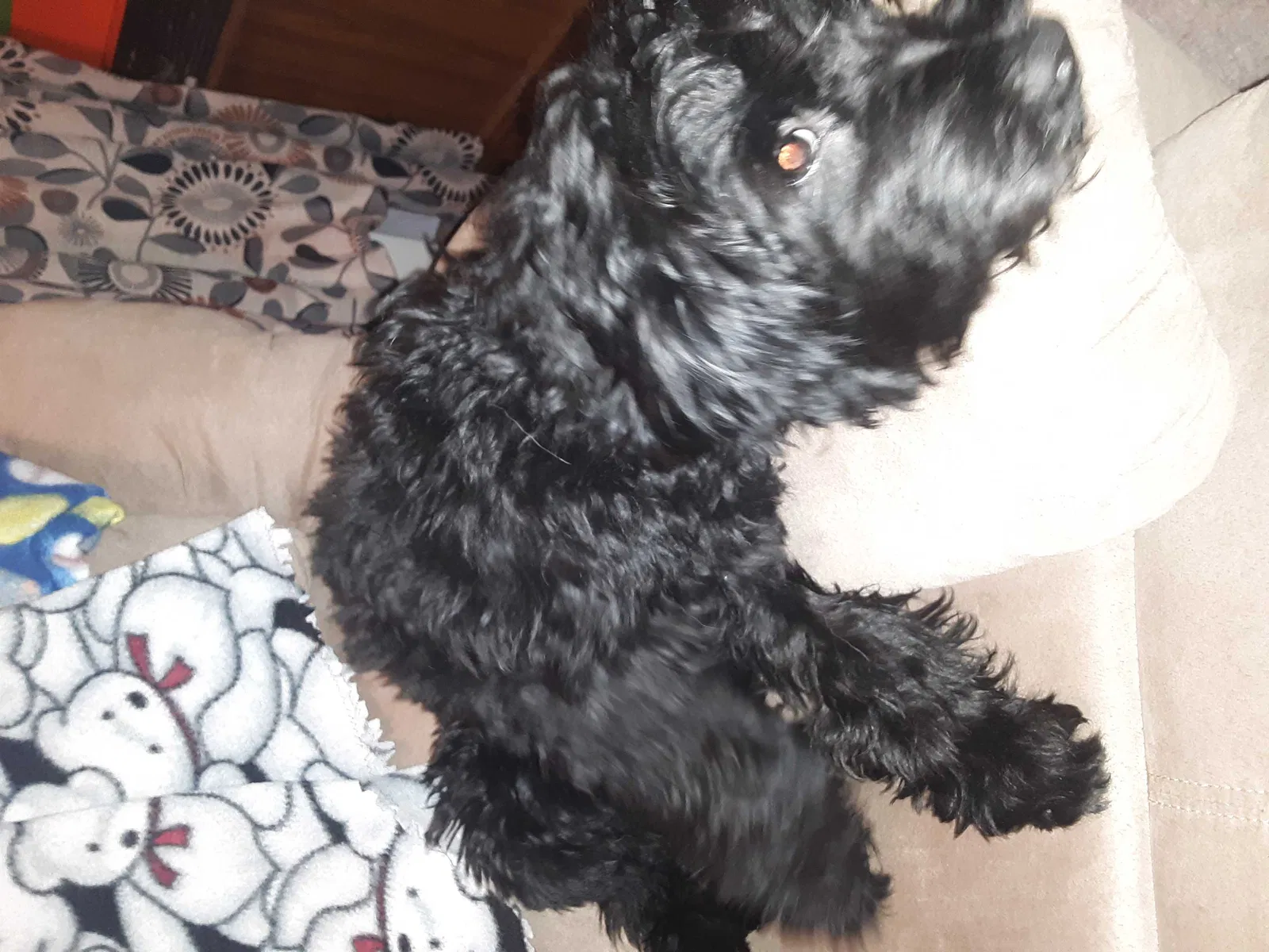 Lost dog in Cheyenne, WY, 82001