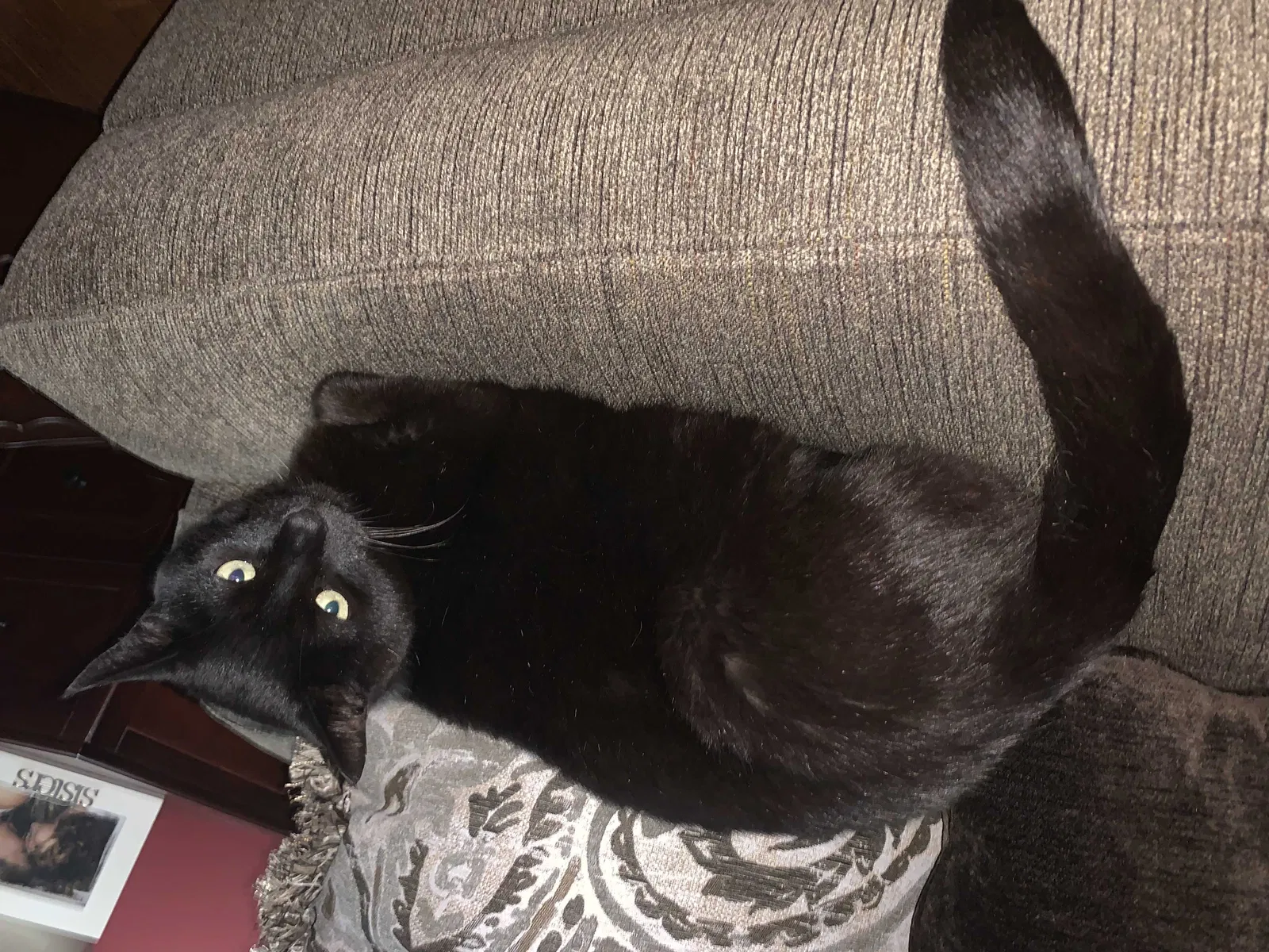 Lost cat in Parkesburg, PA, 19365