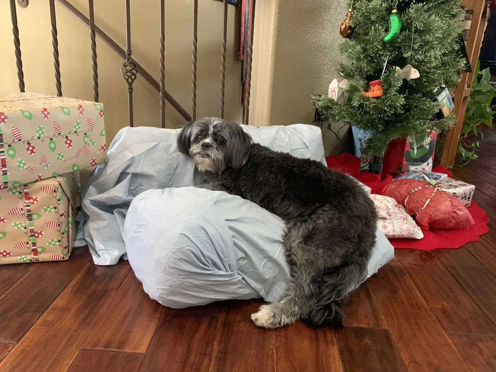 Lost dog in Colorado Springs, CO, 80921