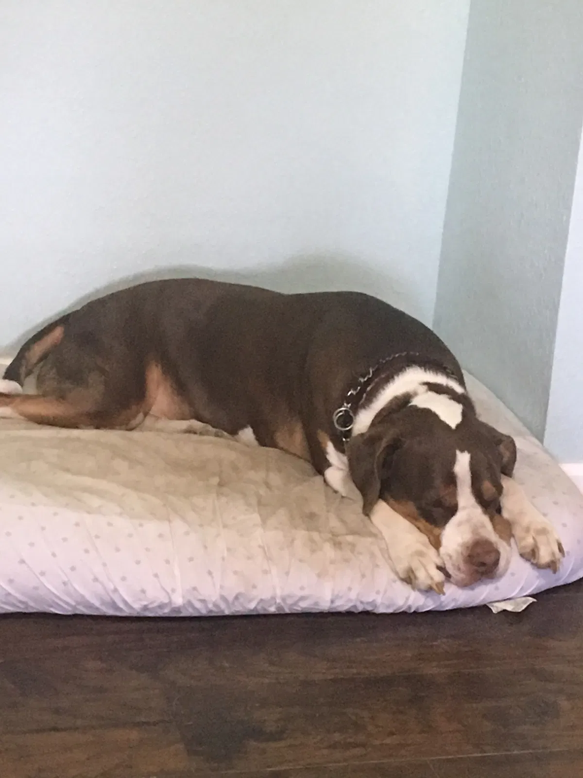 Lost dog in Trenton, FL, 32693