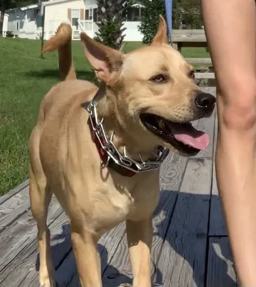 Lost dog in Columbia, SC, 29203