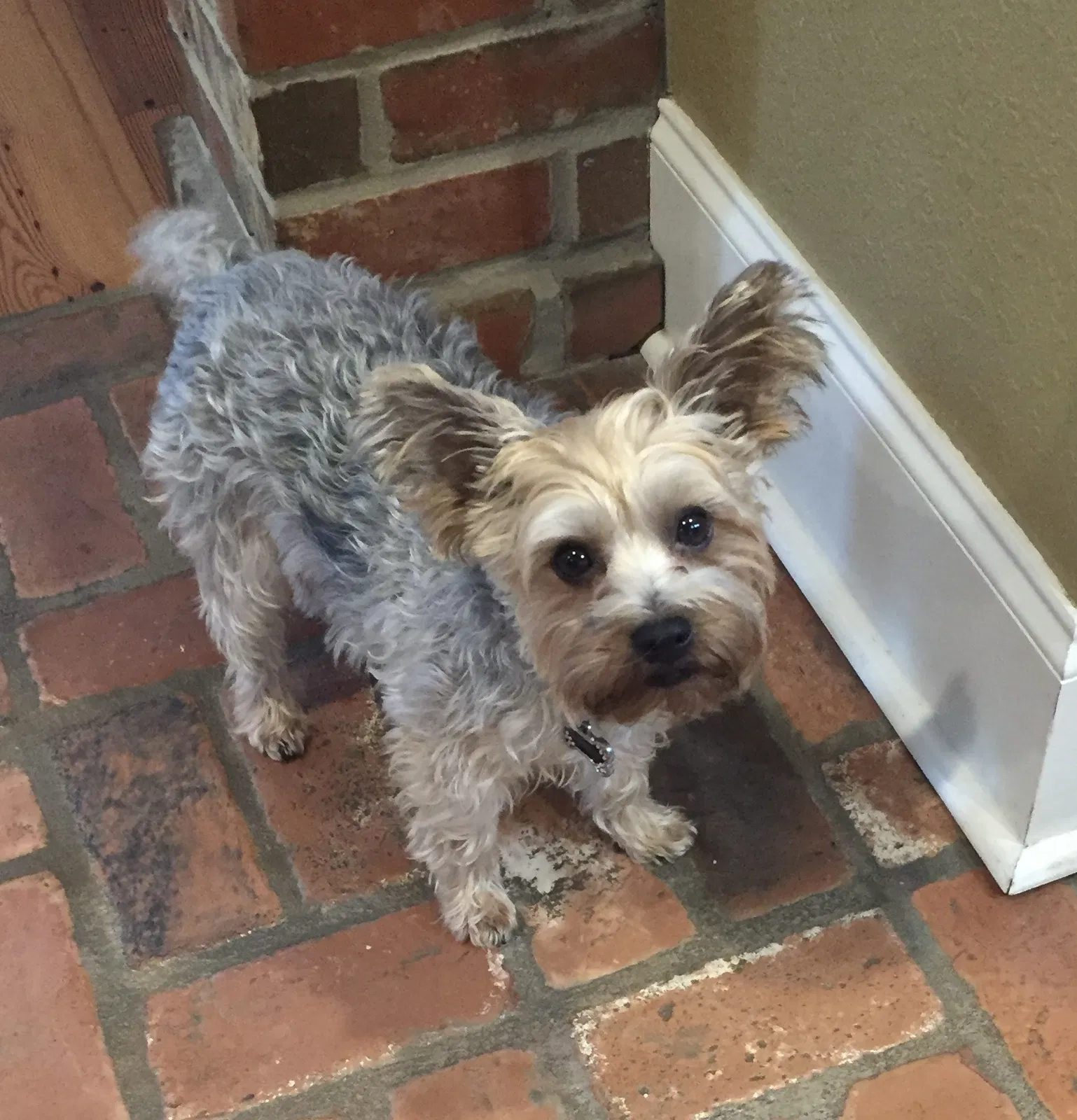 Lost dog in Eunice, LA, 70535