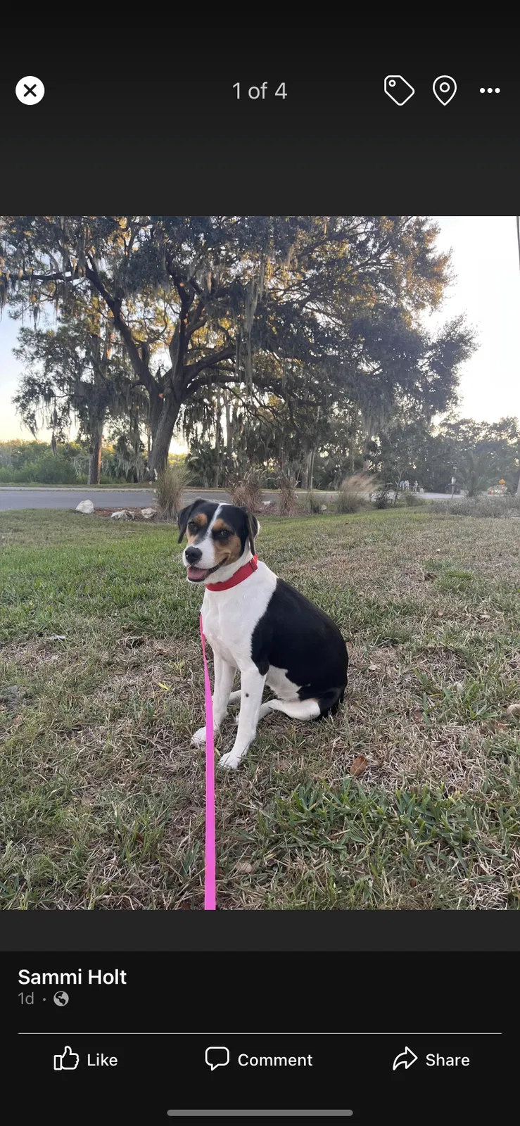 Lost dog in Odessa, FL, 33556