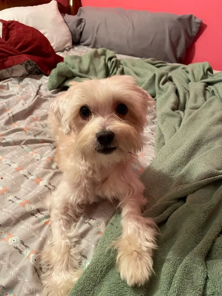 Lost dog in Jacksonville, FL, 32208