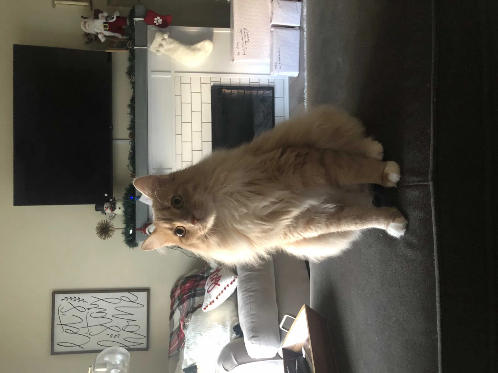 Lost cat in Mount Joy, PA, 17552