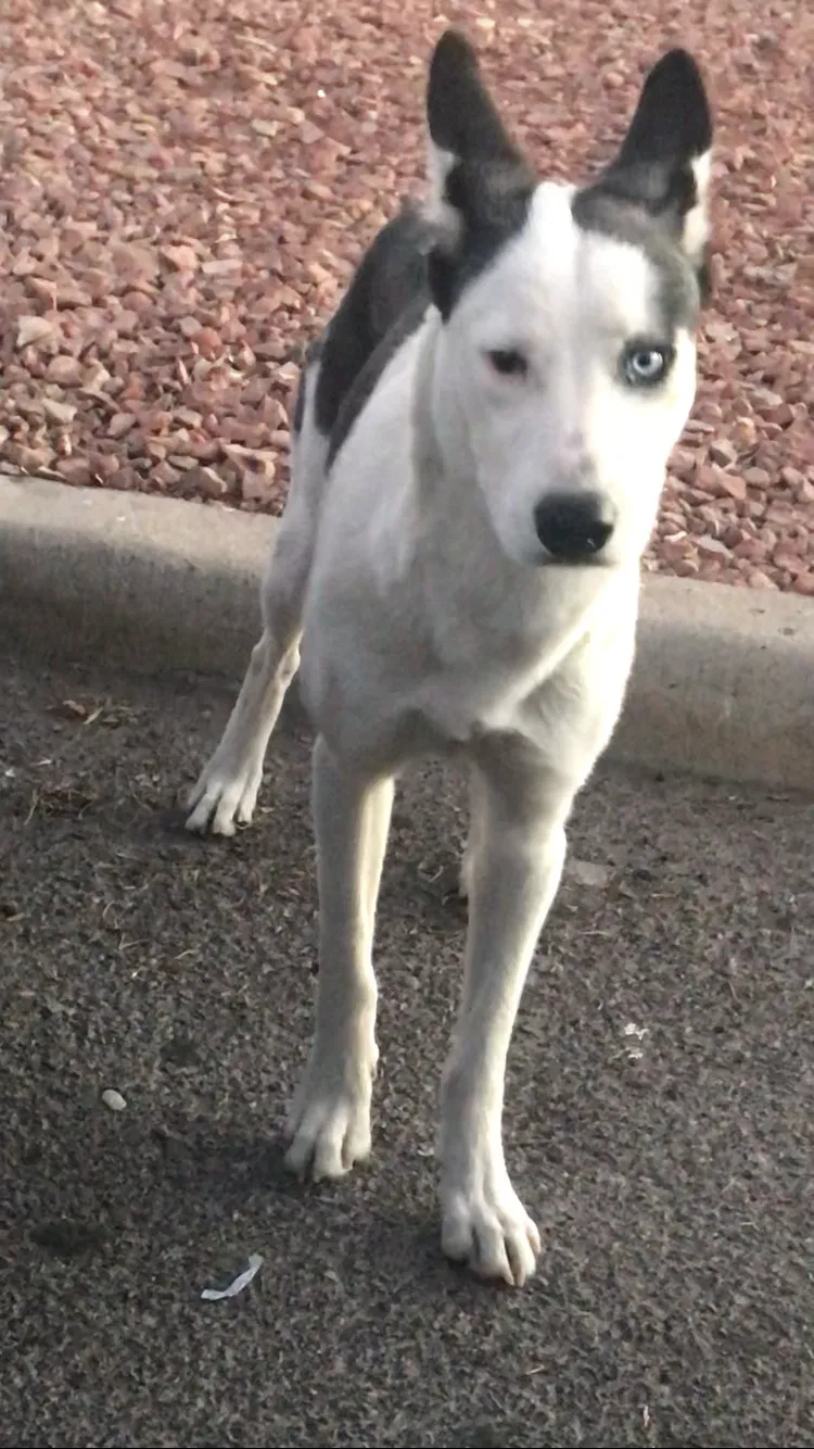 Lost dog in Las Cruces, NM, 88011