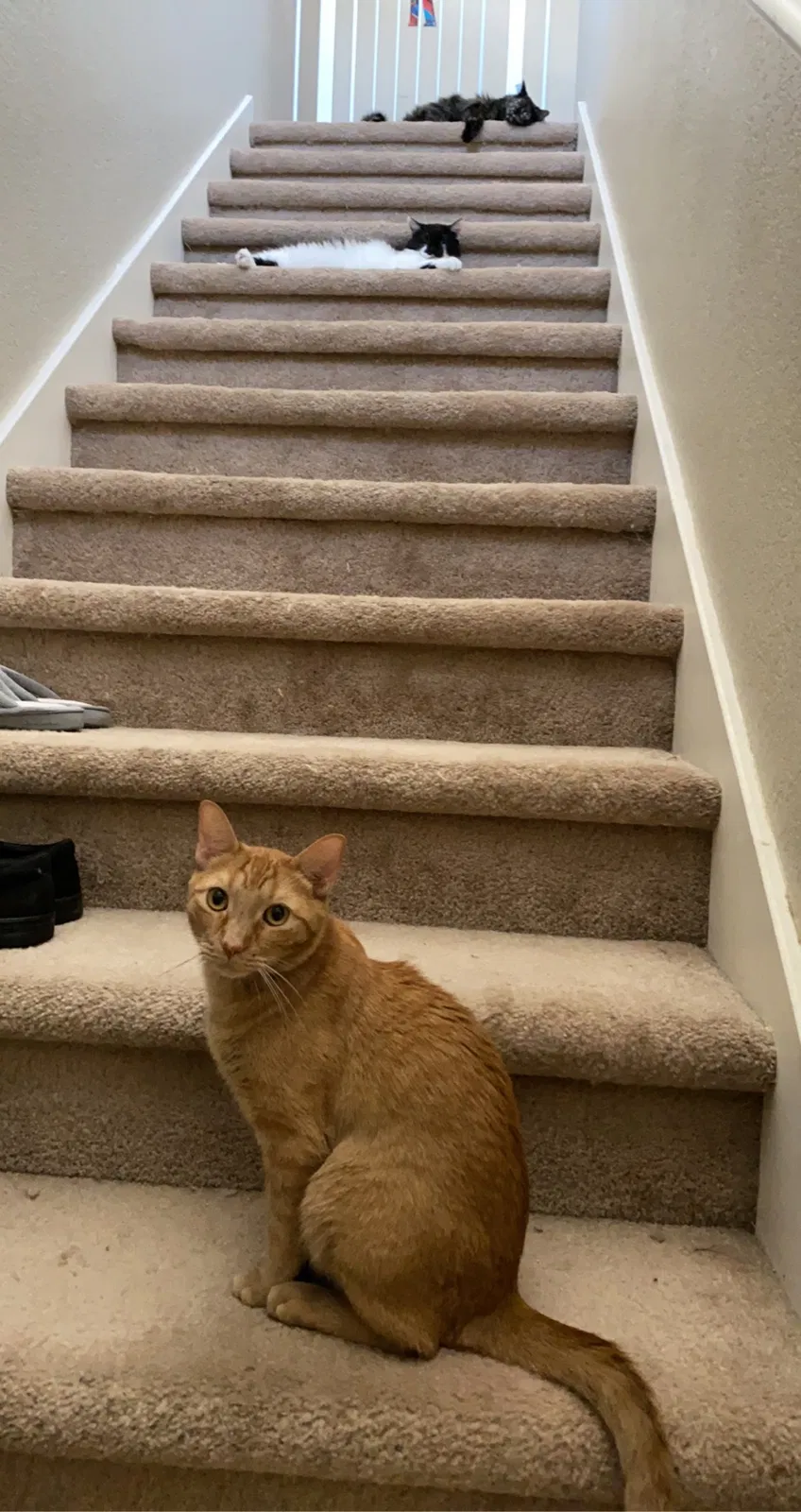 Lost cat in Casa Grande, AZ, 85122