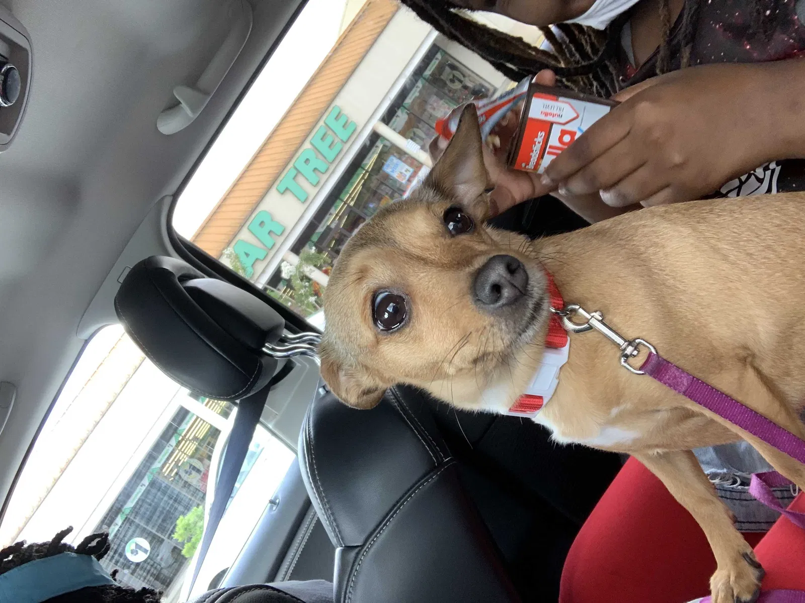 Lost dog in Hinesville, GA, 31313