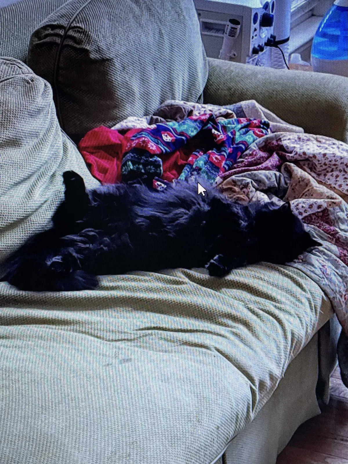 Lost cat in Lebanon, TN, 37087