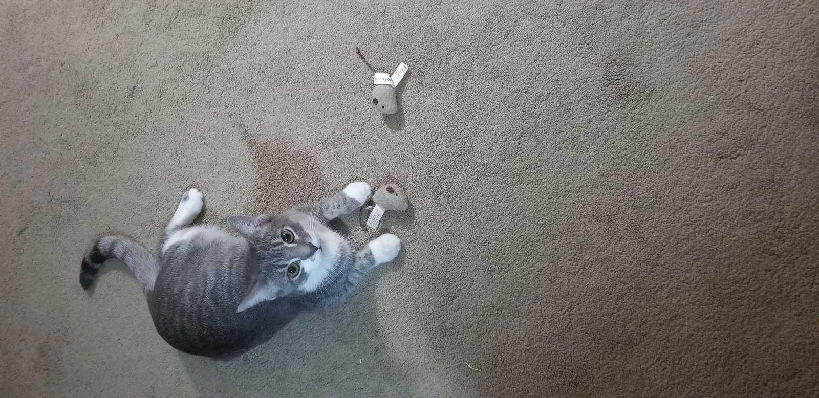 Lost cat in Dublin, OH, 43017