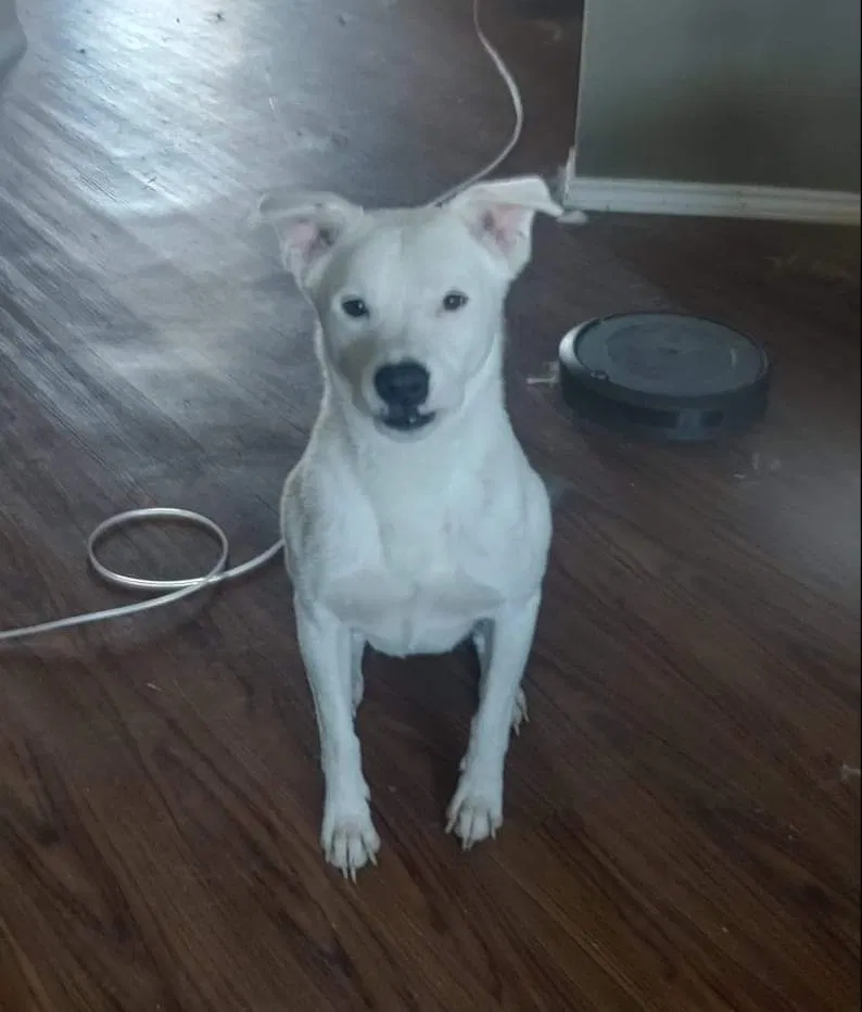 Lost dog in Red Oak, TX, 75154