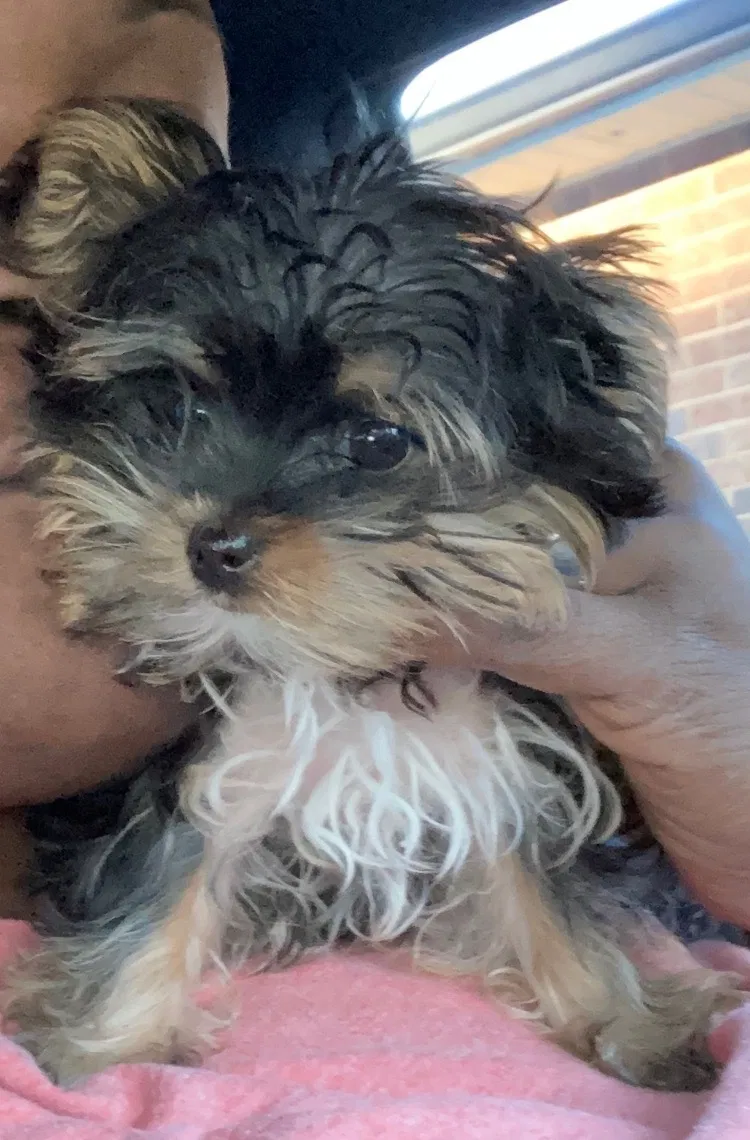 Lost dog in Fairburn, GA, 30213