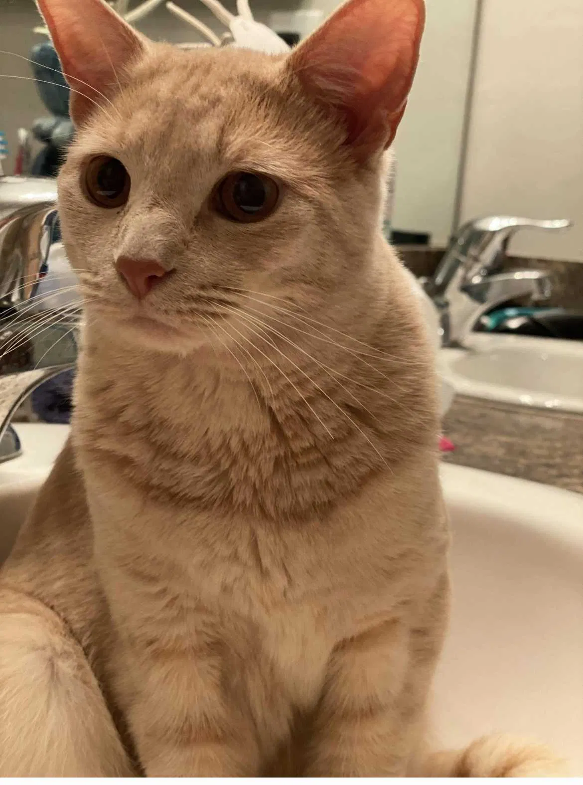 Lost cat in Cape Coral, FL, 33991
