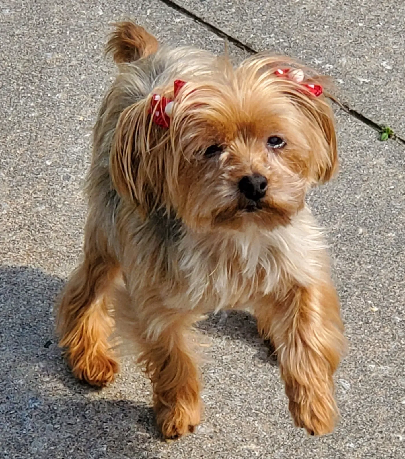 Lost dog in Fairburn, GA, 30213