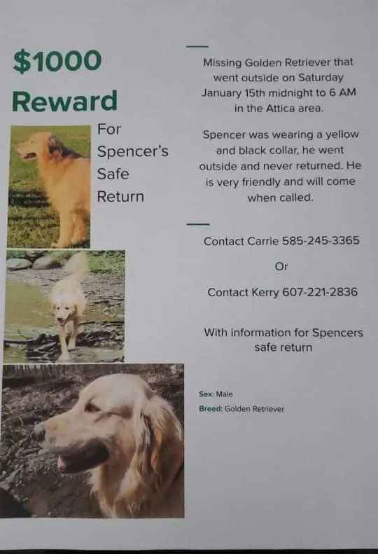 Lost dog in Attica, NY, 14011