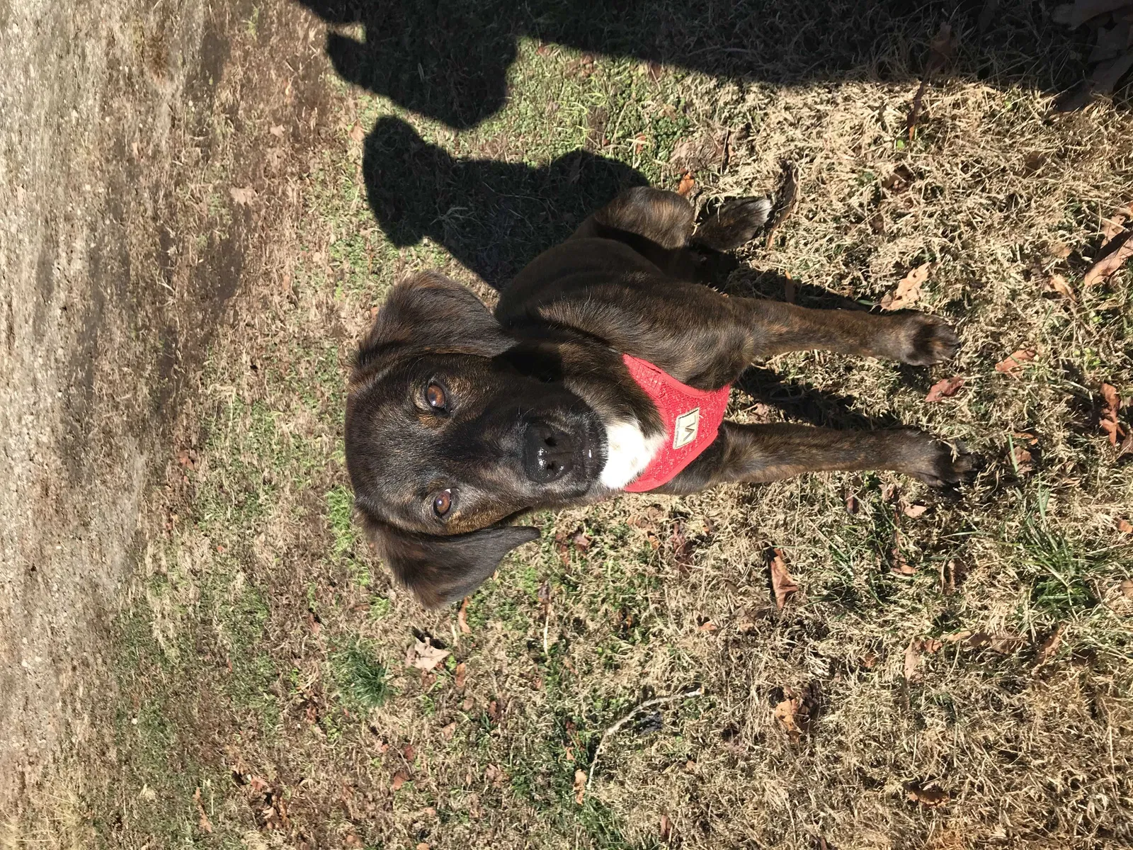 Lost dog in Lenoir, NC, 28645