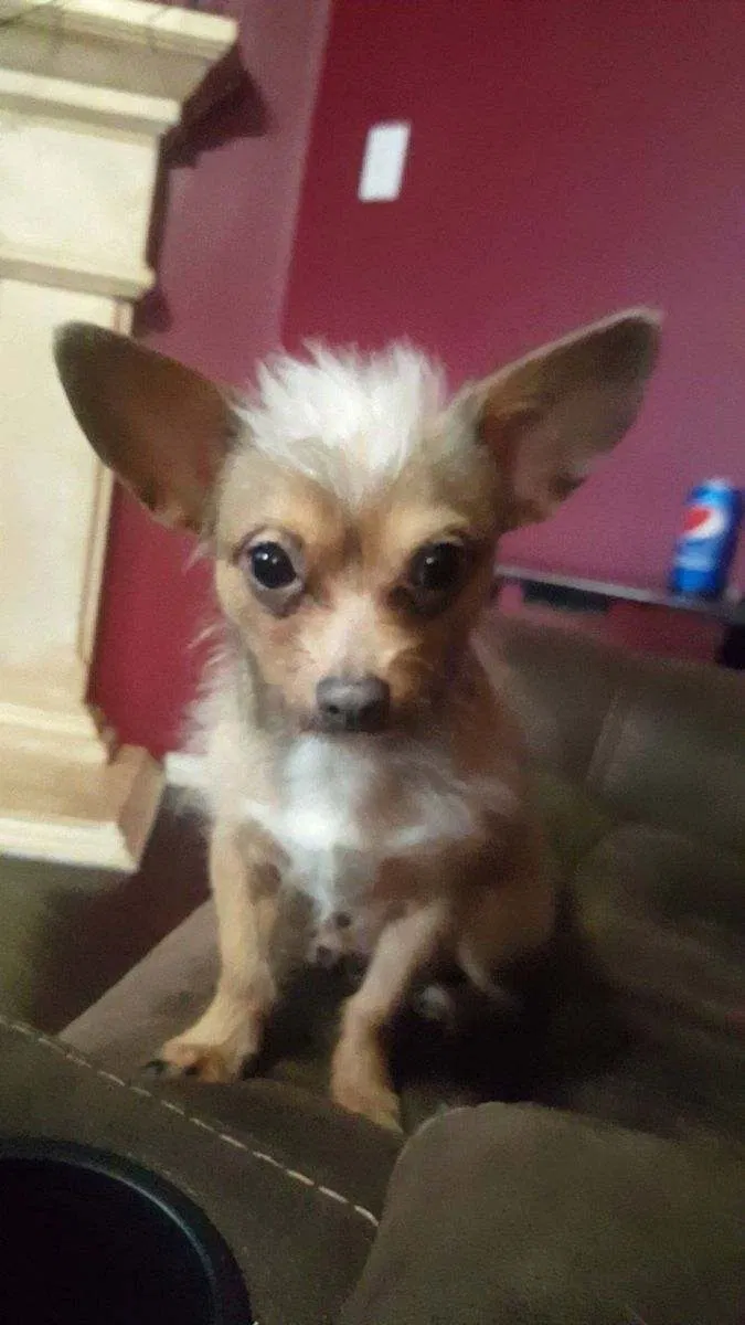 Lost dog in Cedar Hill, TX, 75104