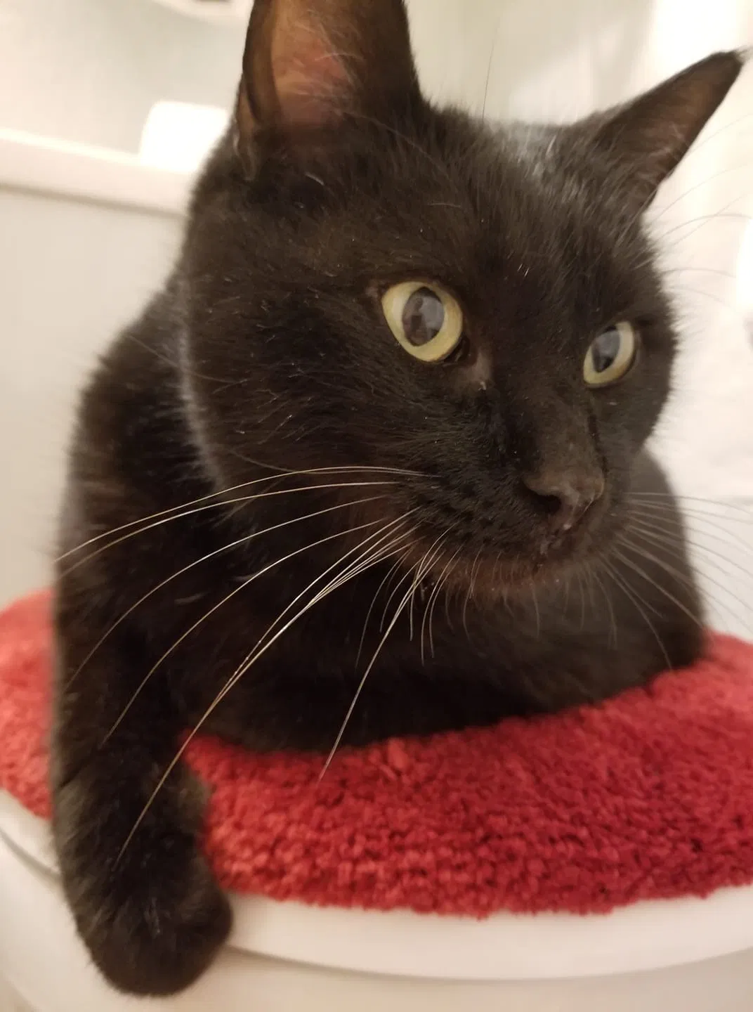 Lost cat in Oklahoma City, OK, 73107