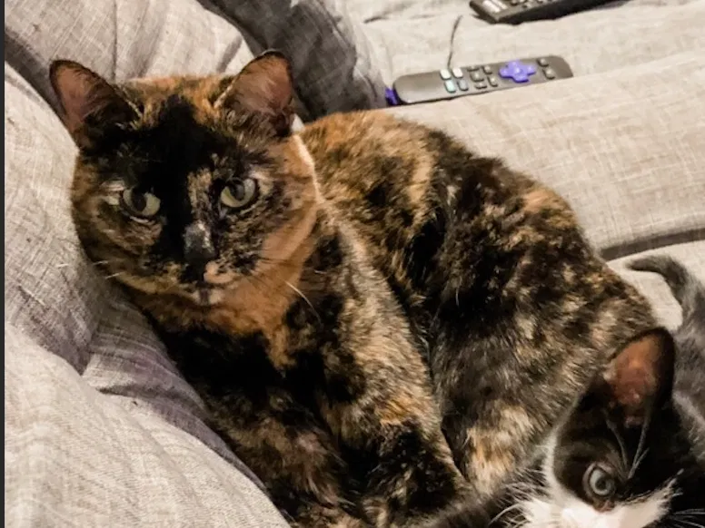Lost cat in Justin, TX, 76247