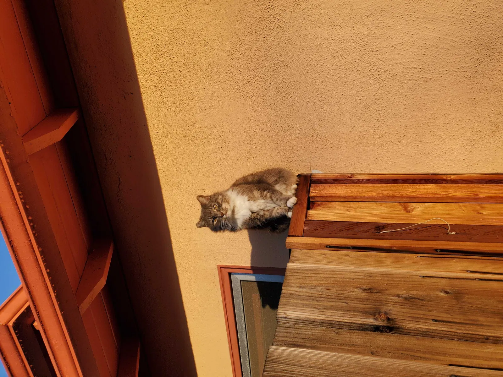 Lost cat in Sunnyvale, CA, 94086
