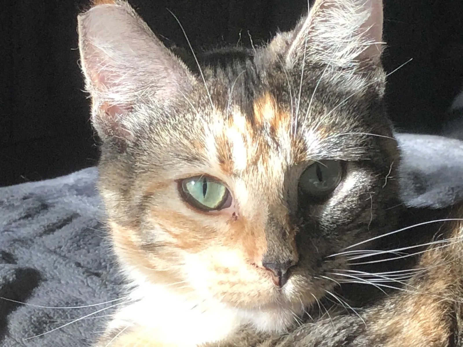 Lost cat in Salem, OR, 97302